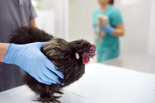 Bird Flu: The Risks to You and Your Family