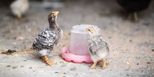 How to Prevent your Poultry Drinkers from Freezing in Winter