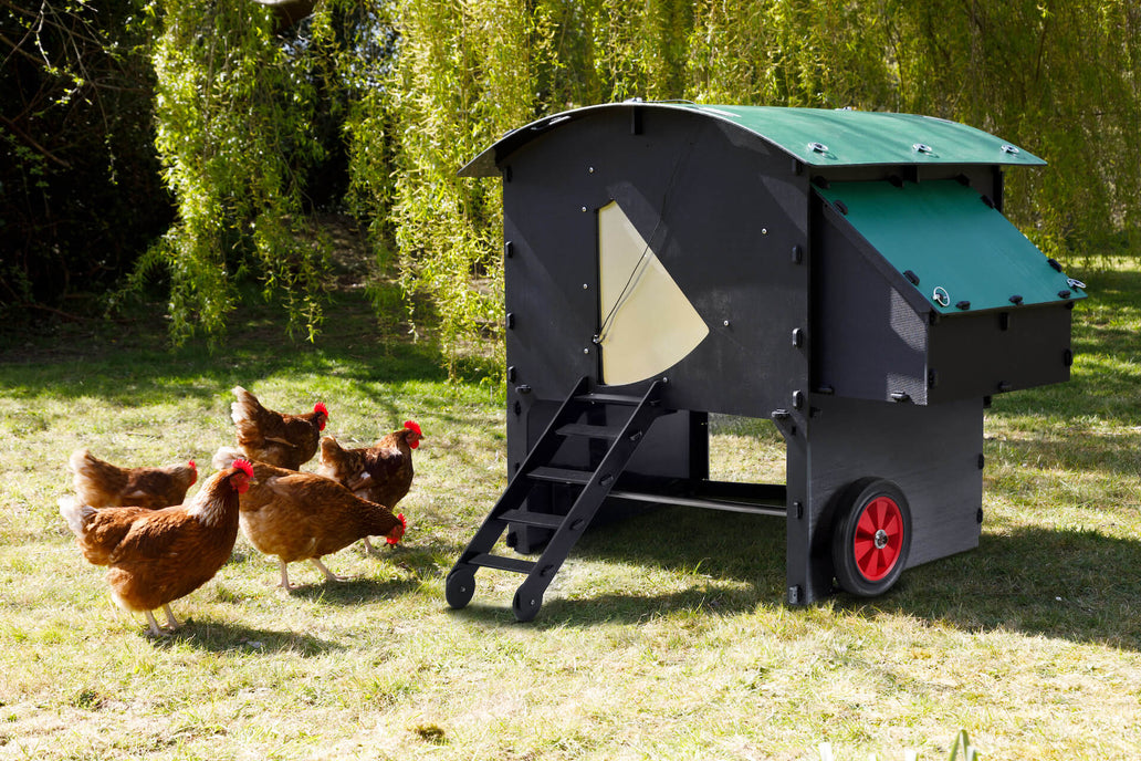 Why Choose a Plastic Chicken Coop?