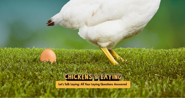 Chickens and laying