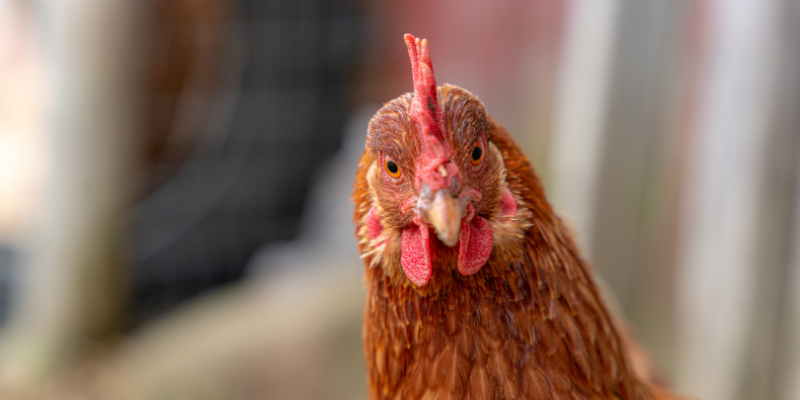 Is chicken keeping easy?