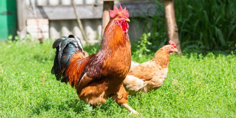 Are chickens happier with or without a rooster 