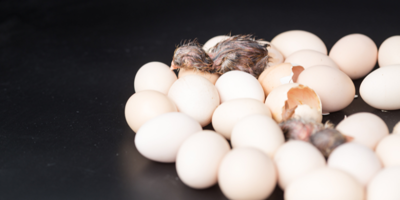 Can chickens hatch in winter