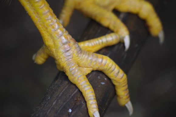 What is The Best Size Perch for Chickens?